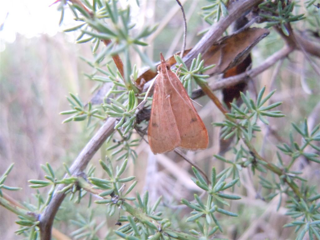 Udea ferrugalis